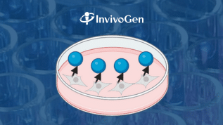 Save 20% off when you order an InvivoGen Reporter Cell Line + Reporter Detection Kit