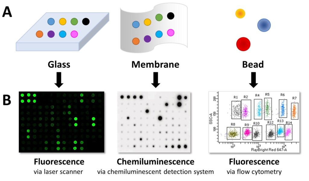 Protein Detection via Chemiluminescence or Fluorescence