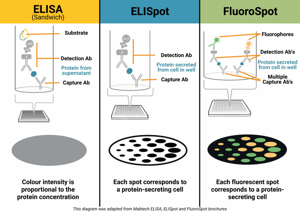 ELISA vs ELISpot vs FluoroSpot diagram