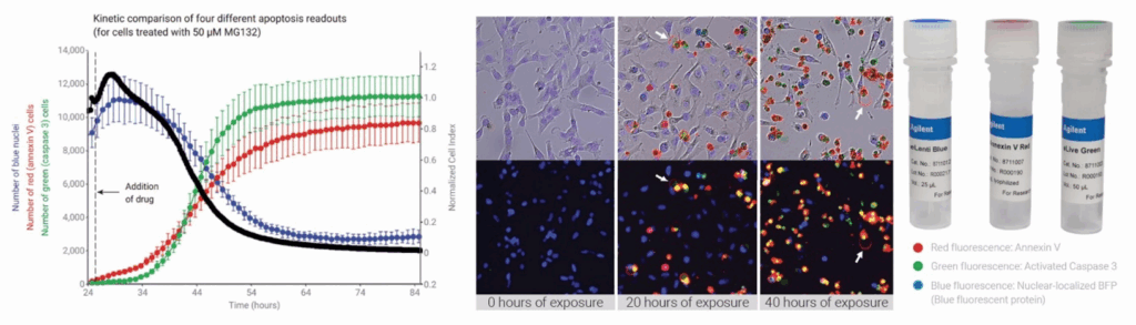 Kinetic comparison of apoptosis readouts using Agilent xCELLigence RTCA eSight showing cell index and fluorescence markers after drug treatment. Live-cell imaging of apoptosis markers with Agilent xCELLigence RTCA eSight, showing Annexin V, Caspase 3, and nuclear BFP fluorescence with matching reagents.