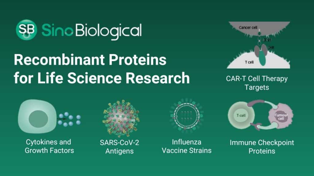 Sino Biological Recombinant proteins