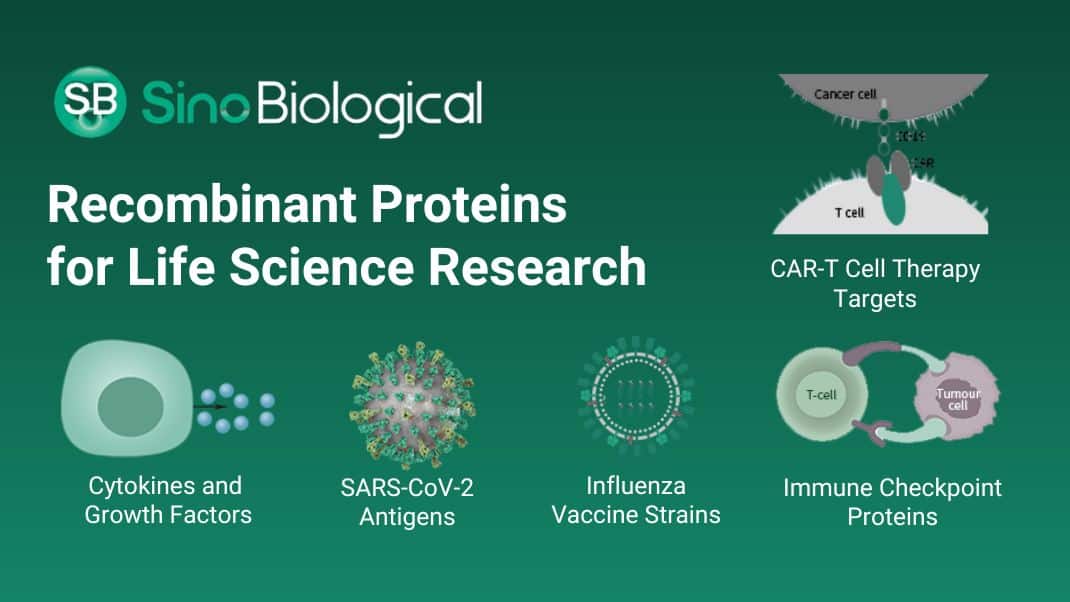 Buy 2 Sino Biological antibodies or proteins and receive athird one for free.
