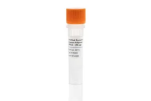 Purified Exosomes from Human Adipose-Derived MSCs
