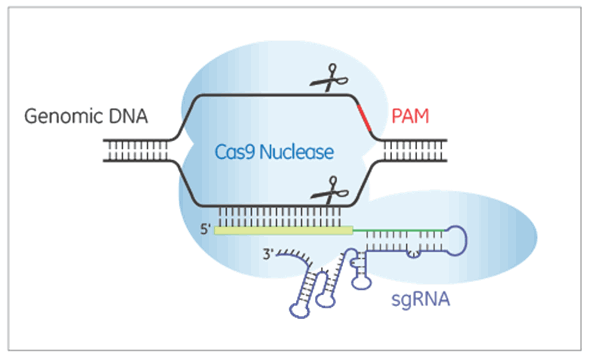 CRISPR-Cas9 nuclease guided by sgRNA to genomic DNA near a PAM sequence