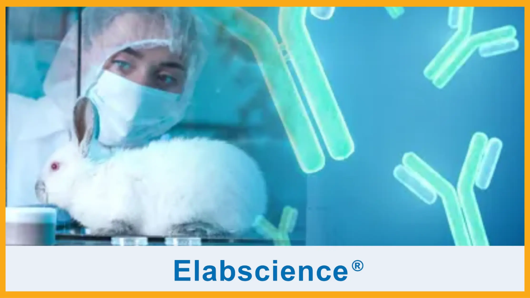 Buy 2, Get 1 FREE Recombinant Rabbit mAbs