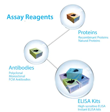 Cloud-Clone Assay Reagents