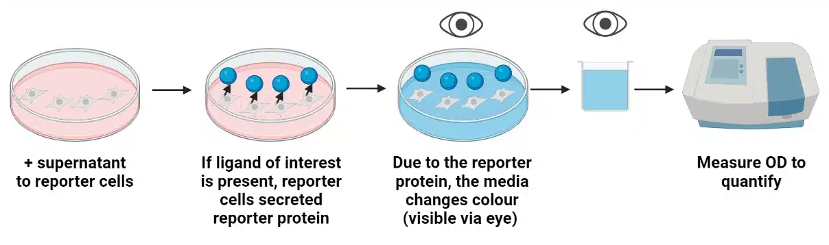 Reporter cell workflow - InvivoGen