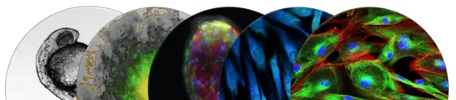 Cytation Imaging