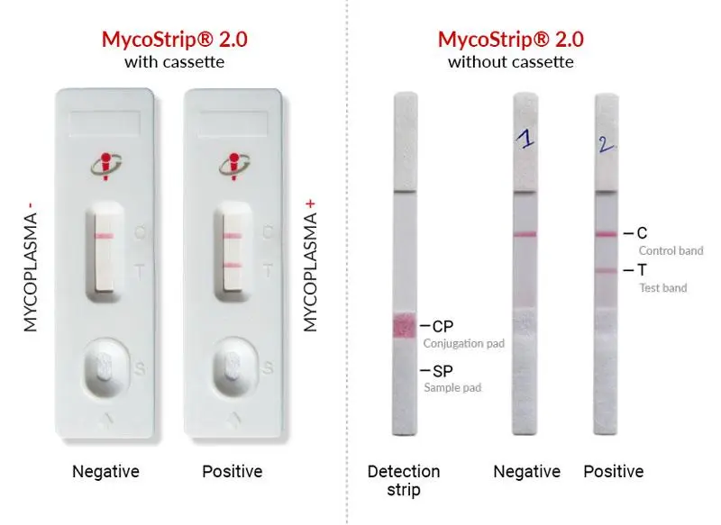 MycoStrip 2.0 lateral flow cassettes showing positive and negative mycoplasma test results