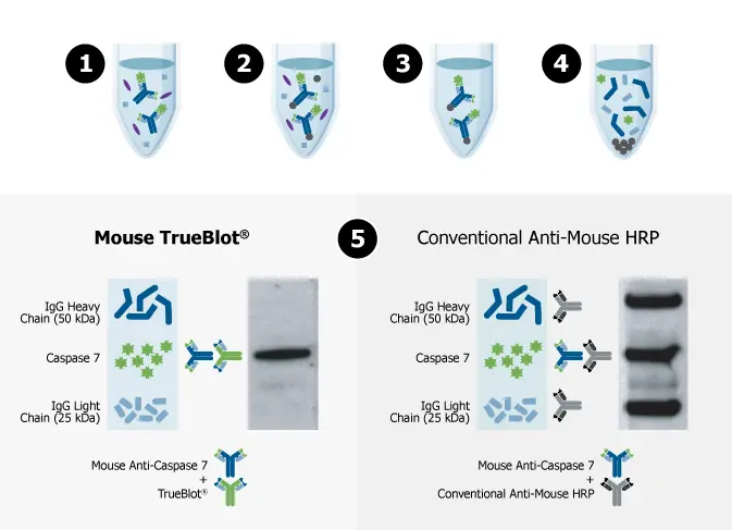 Rockland TrueBlot comparison